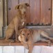 Cachorros buscan hogar